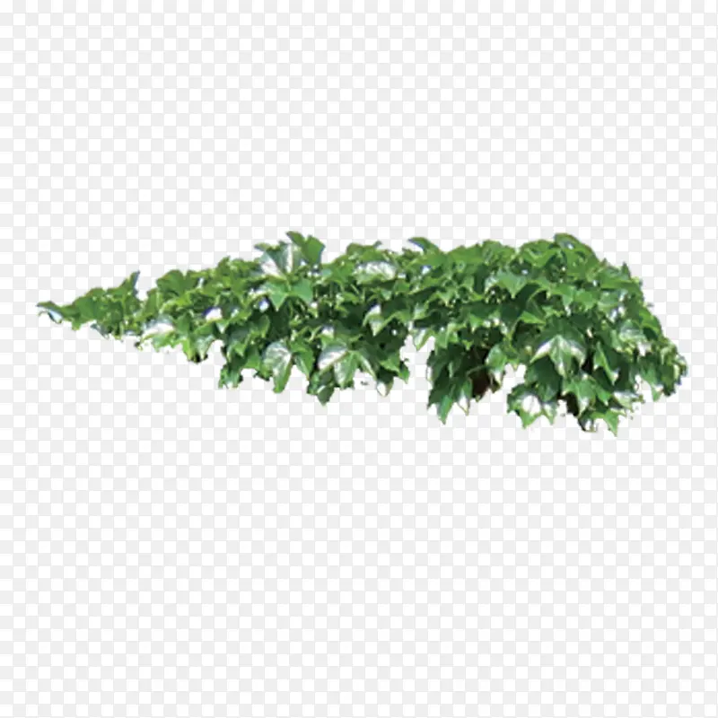 绿色植物PNG图片素材下载_图片编号10169592-PNG素材网