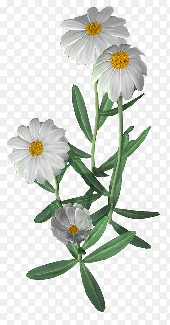 白色菊花花朵花丛
