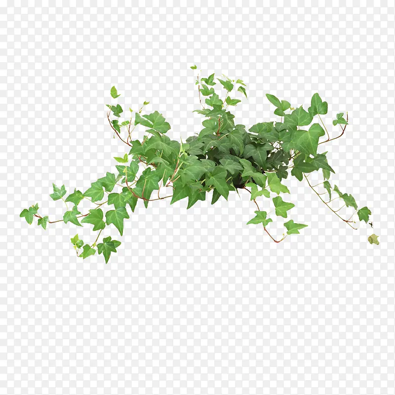 绿色植物PNG图片素材下载_图片编号10169396-PNG素材网