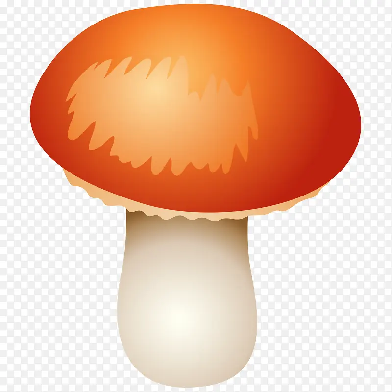 蘑菇 菌类 菇