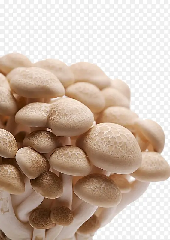 超市蘑菇蘑菇批发菜篮子绿色生活