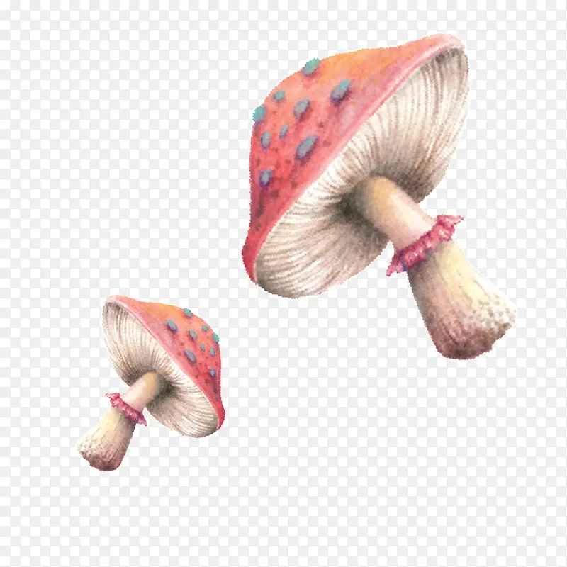 手绘水彩蘑菇