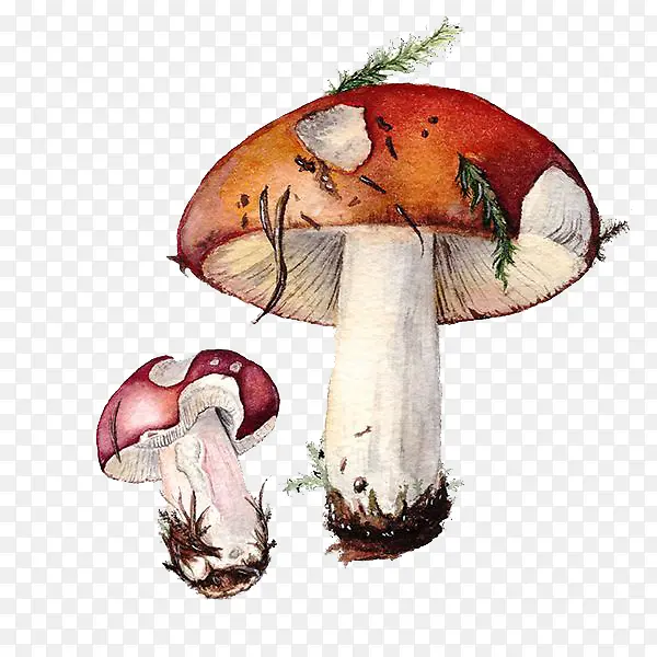 水彩蘑菇
