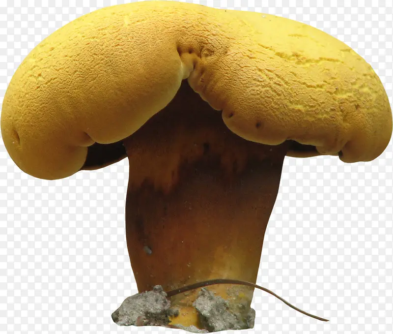 金黄蘑菇