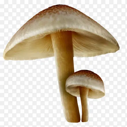 卡通蘑菇蔬菜