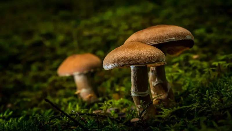 蘑菇绿地草地植物