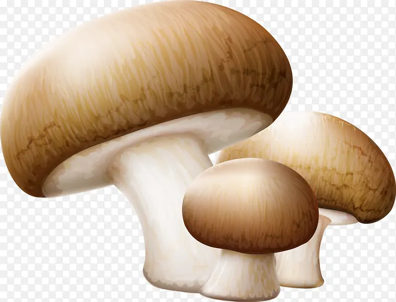 手绘蘑菇三只蘑菇