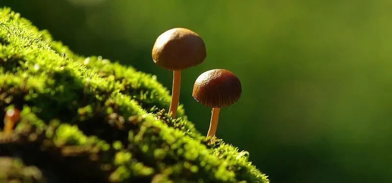 草地蘑菇背景