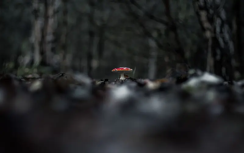 红色蘑菇高清壁纸