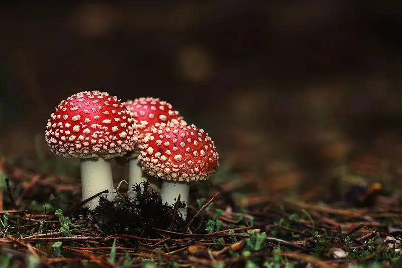 红色斑点毒蘑菇素材