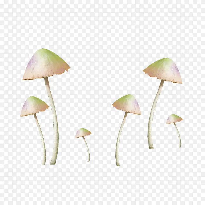 蘑菇彩色蘑菇装饰