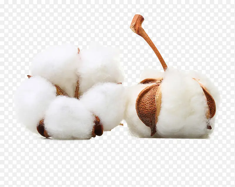成熟的白棉花