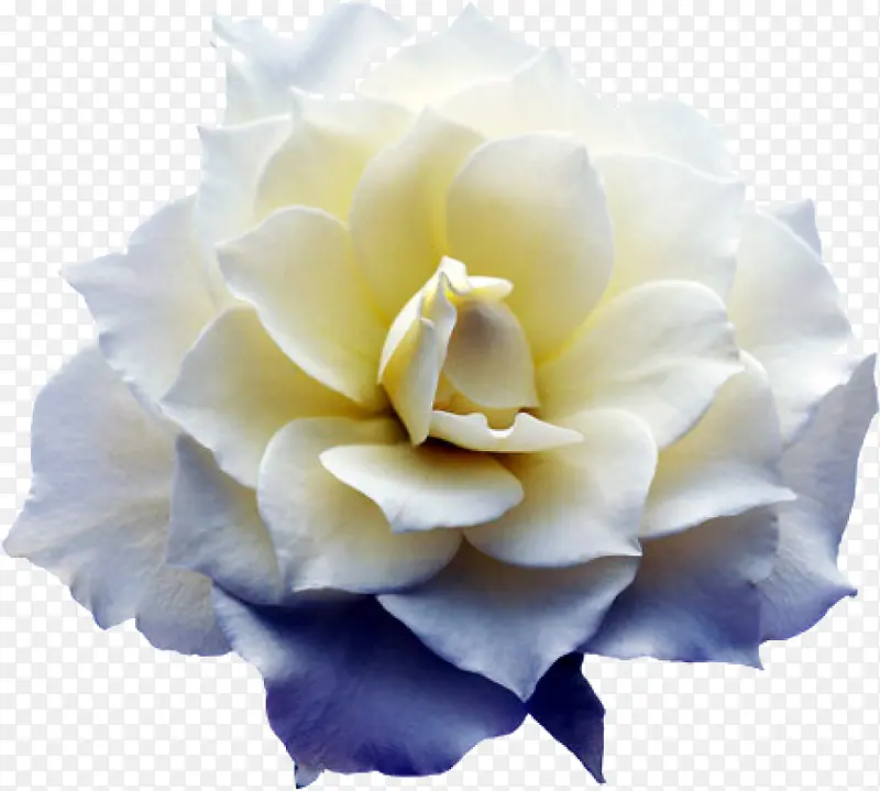 白色美丽花