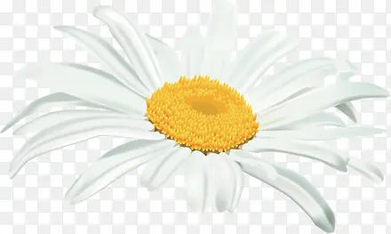 白色卡通盛开完美花朵