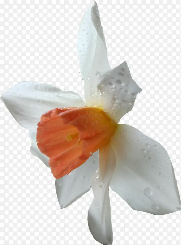 白色花朵图片素材