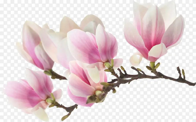 粉白色文艺春季花朵