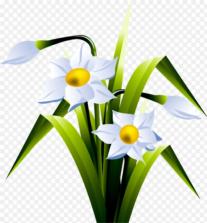 白色花朵精美植物