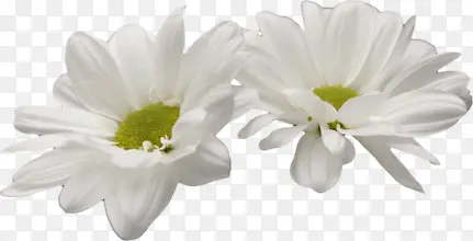 白色可爱花朵