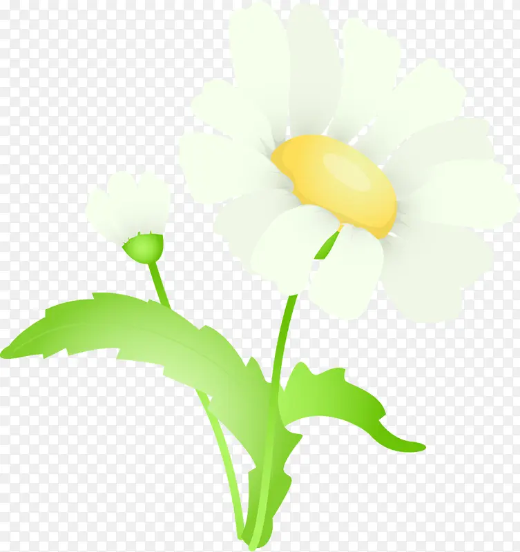 白色植物花朵绿叶