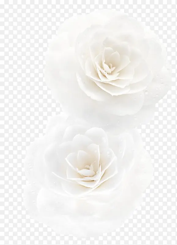 纯洁白色植物花朵