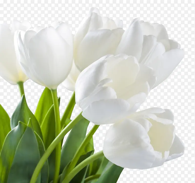 白色百合花植物卡通花朵