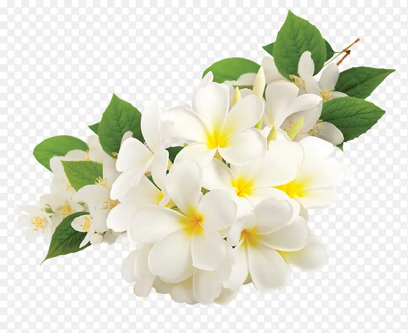 植物白色花朵树叶卡通形状