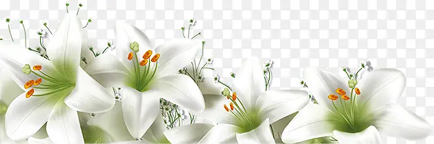 白色唯美百合花朵美景