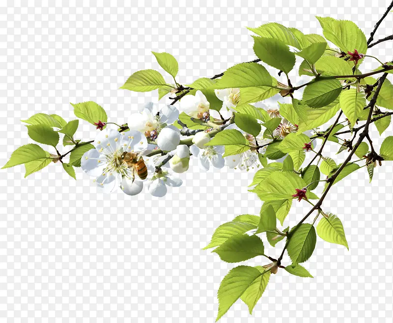 绿色清爽春天树叶白色花朵