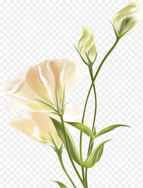 白色唯美纯洁花朵植物