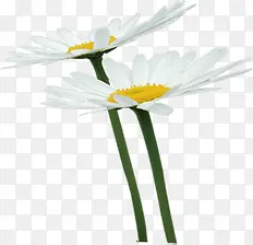 白色唯美小花花朵装饰