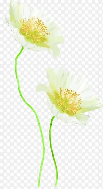白色植物花朵小清新