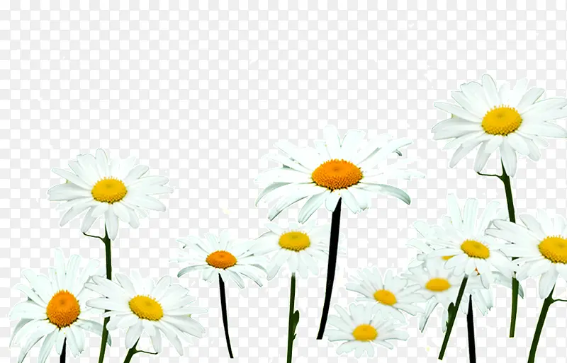 一朵朵的白色的花