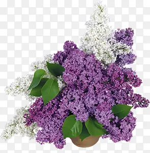 茂盛紫色白色花朵