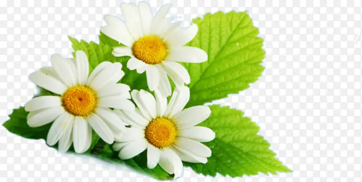 绿叶白色花朵植物