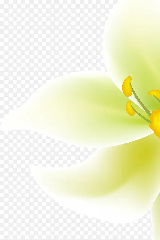 白色花朵植物效果