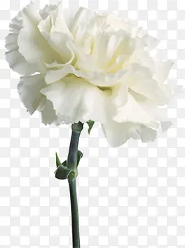 白色纯洁康乃馨花朵节日