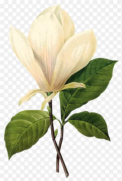 白色花朵绿叶植物