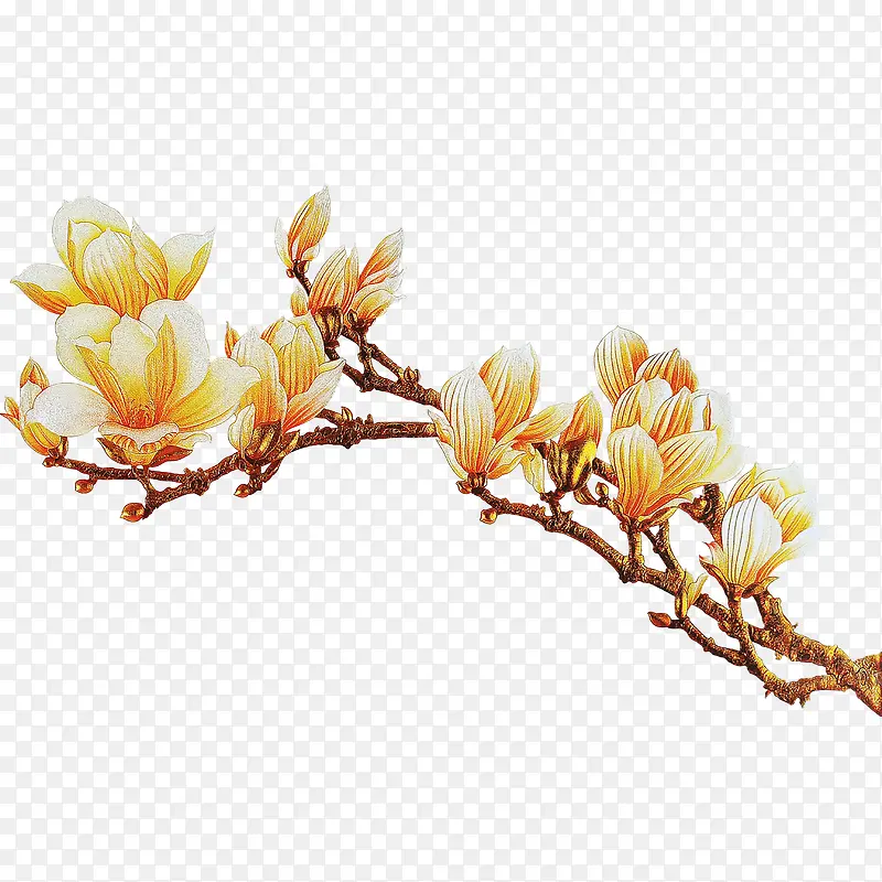 花枝PNG图片素材下载_图片编号10178093-PNG素材网