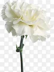 白色纯洁花朵美景春天