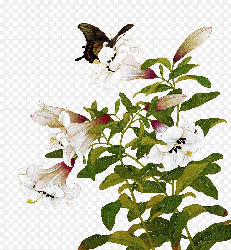 插画植物花朵白色