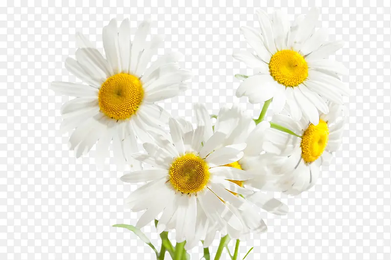 植物白色花朵卡通秋天