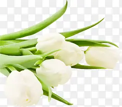 白色纯洁花朵植物