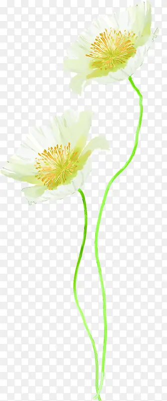 创意海报白色花朵植物