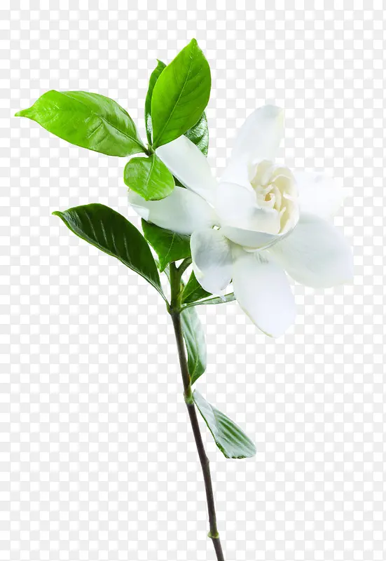 绿叶白色唯美花朵