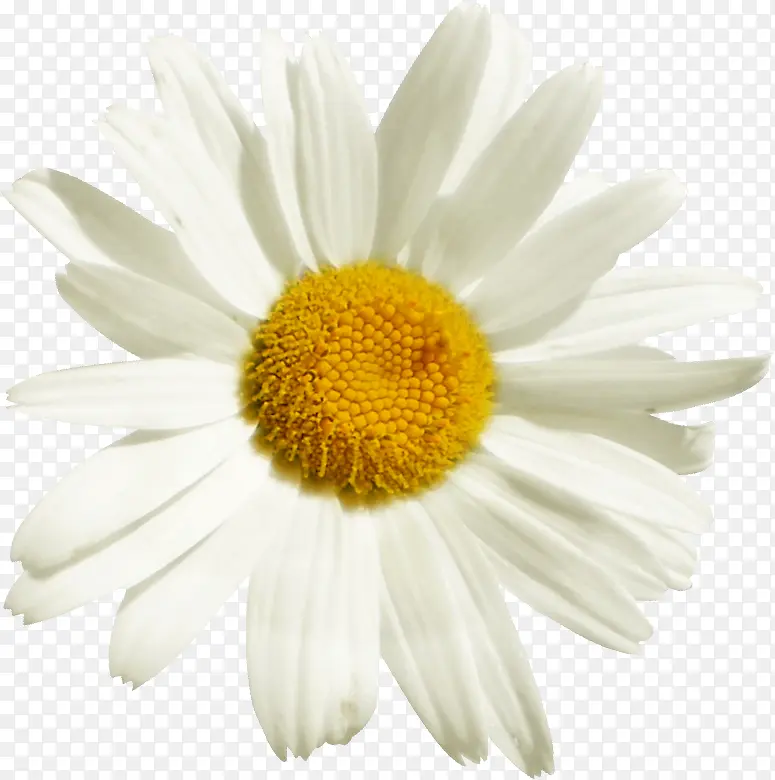 黄色花芯白色花朵