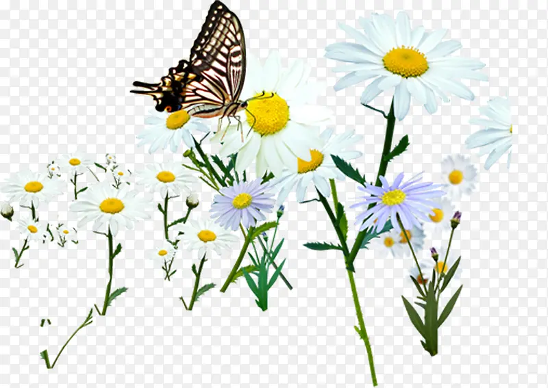 唯美白色花朵设计蝴蝶