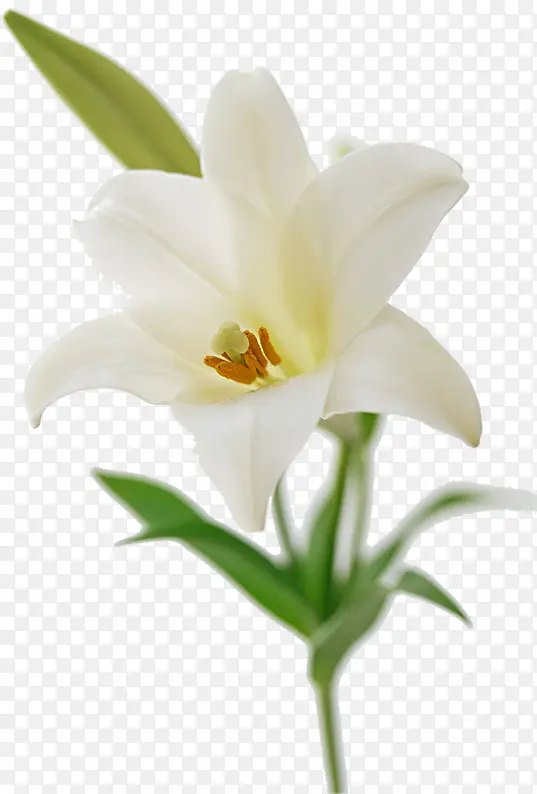 白色野外花朵美景