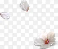 白色花朵设计装饰