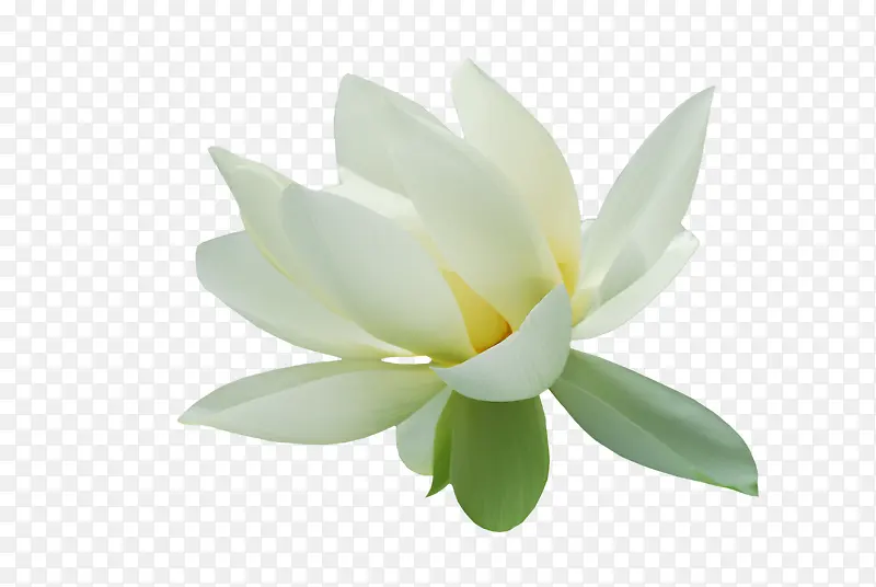 一朵白色花朵装饰