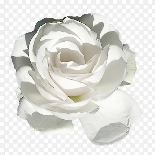 白色花瓣花朵